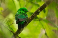 Lobos cernohrdly - Calyptomena whiteheadi - Whiteheads Broadbill o6014